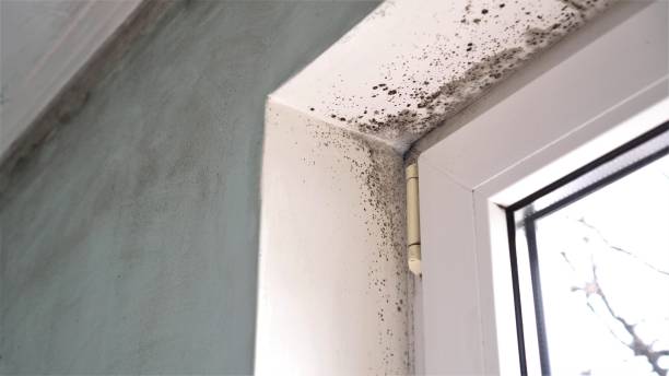 Forensic Mold Investigation in Smithville, NJ