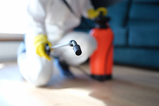 Best Black Mold Removal  in Smithville, NJ