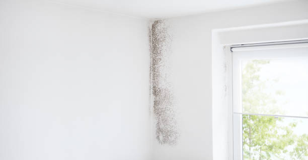 Best Mold-Related Health Consultation  in Smithville, NJ