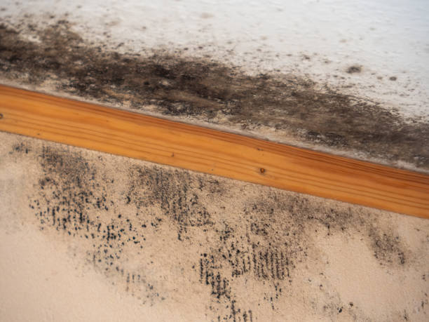 Best HVAC Mold Inspection and Cleaning  in Smithville, NJ