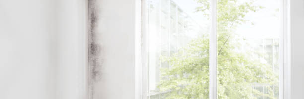 Professional Mold Removal in Smithville, NJ