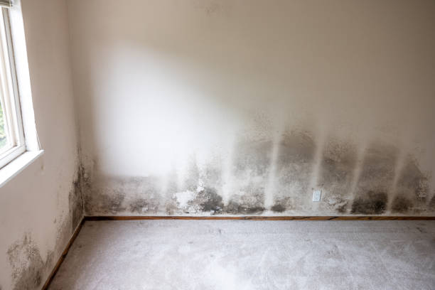 Best Mold Odor Removal Services  in Smithville, NJ