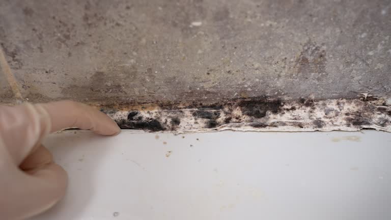 Best Emergency Mold Remediation  in Smithville, NJ